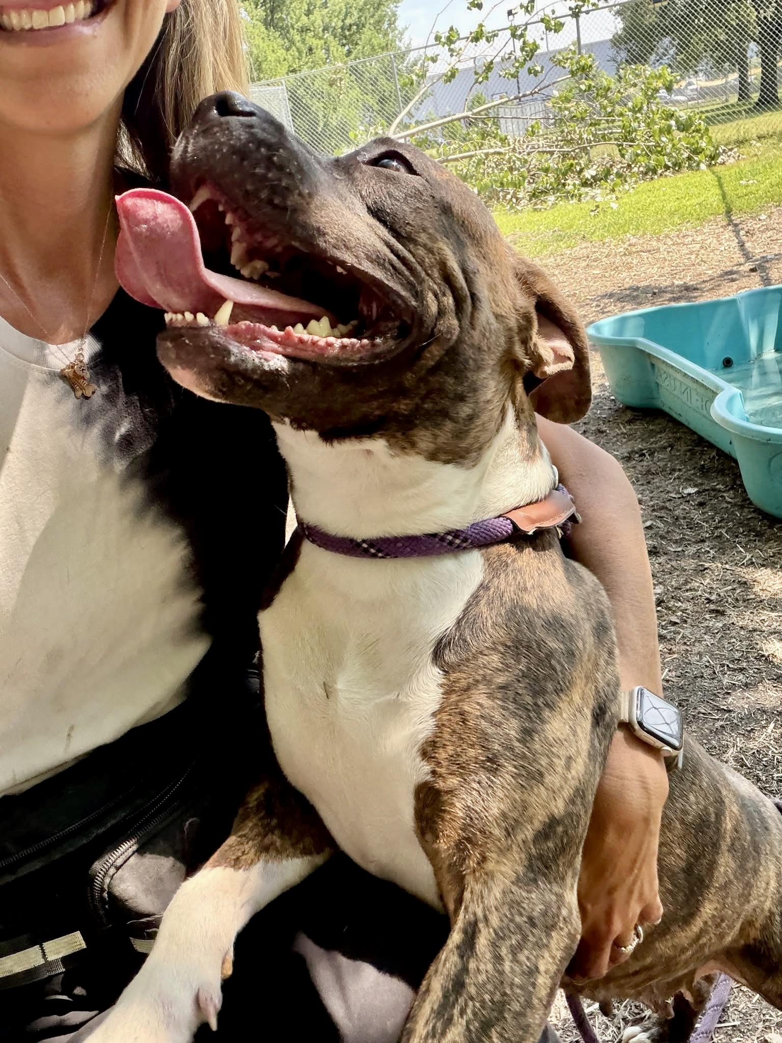 Enlarge Lady Marmalade, a ADOPTABLE Pit Bull Terrier in Chicago, IL image 3/5