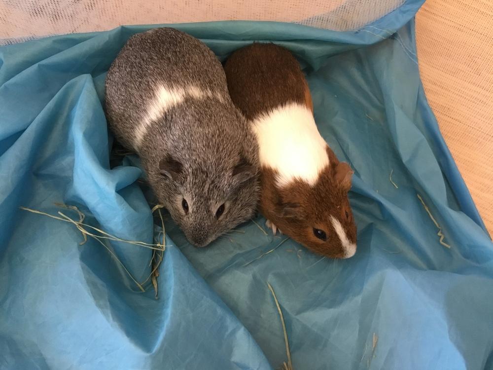 Tinda ( Bonded to Pyra), Adoptable, Young Female Guinea Pig.
