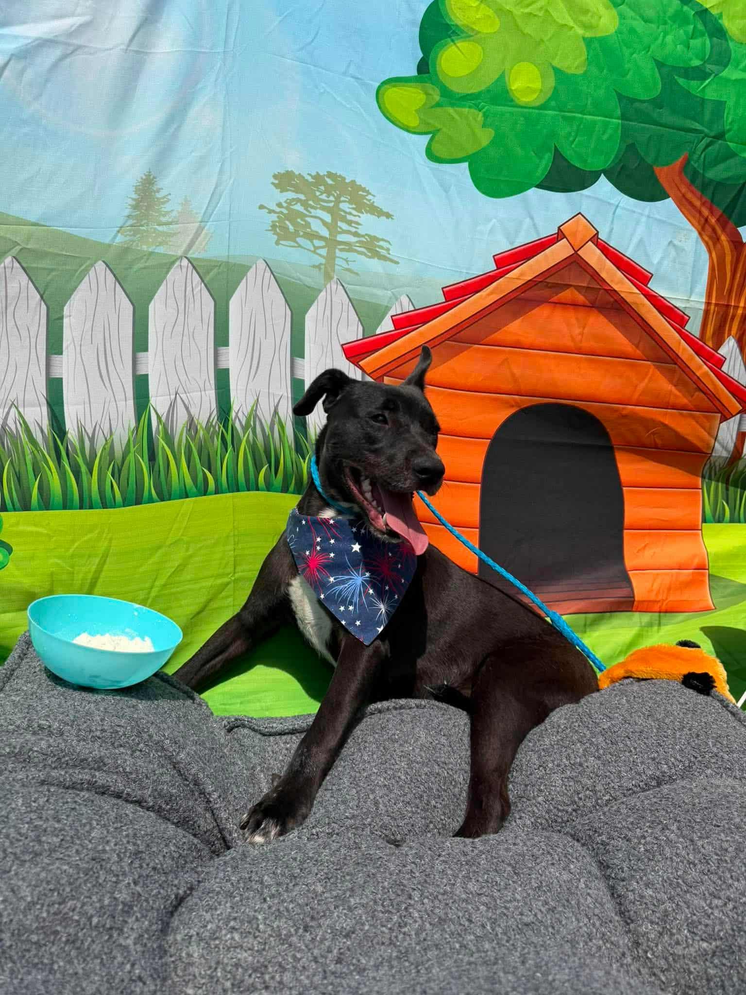 Enlarge JETT, a Adoptable mixed breed in Manchester, CT image 4/6