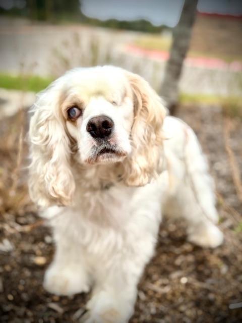 Legend, Adoptable, Senior Male Cocker Spaniel.