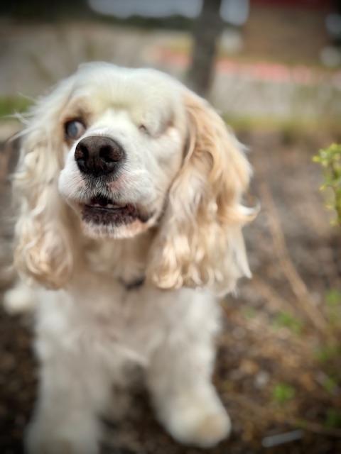 Enlarge Legend, a Adoptable Cocker Spaniel in Austin, TX image 5/5