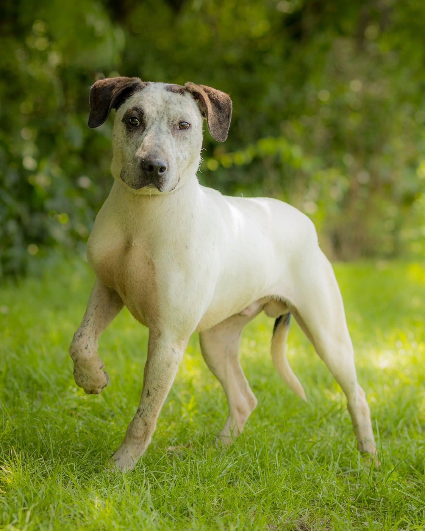 LEO (0092), adopted, Young Male Mixed Breed.