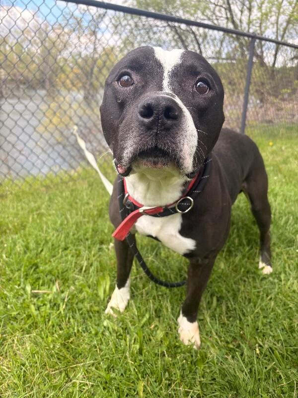 Rockie, a Adoptable Pit Bull Terrier in Warren, PA image 1/5