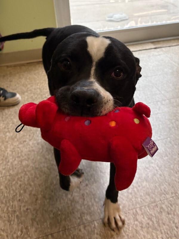 Rockie, a Adoptable Pit Bull Terrier in Warren, PA image 2/5
