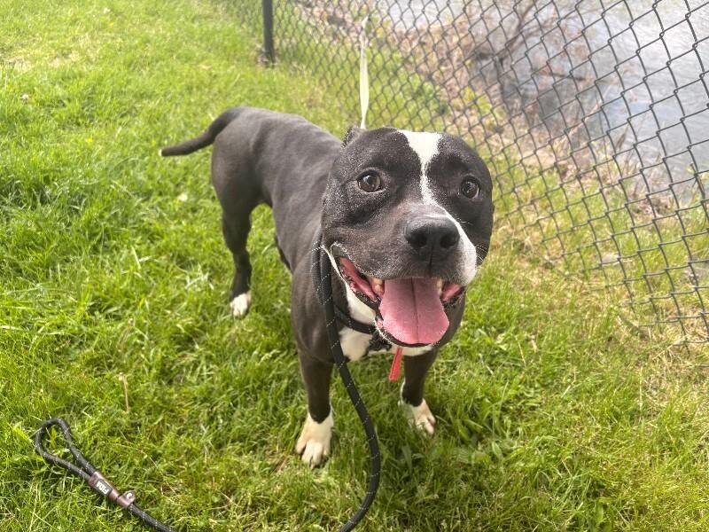Rockie, a Adoptable Pit Bull Terrier in Warren, PA image 3/5