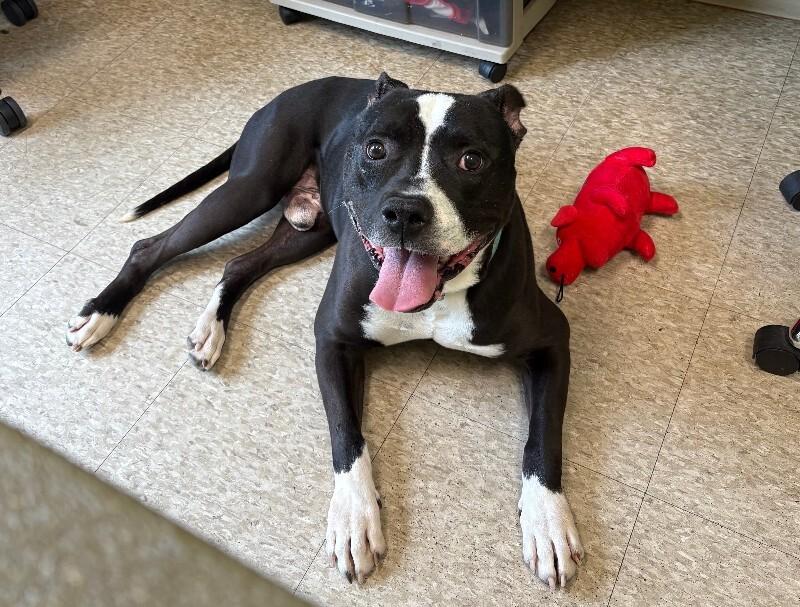 Rockie, a Adoptable Pit Bull Terrier in Warren, PA image 4/5