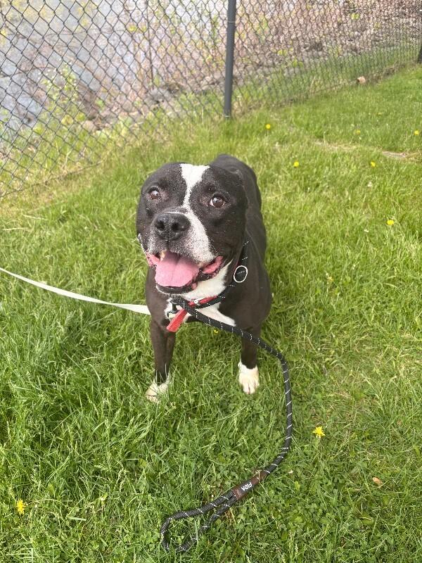 Rockie, a Adoptable Pit Bull Terrier in Warren, PA image 5/5