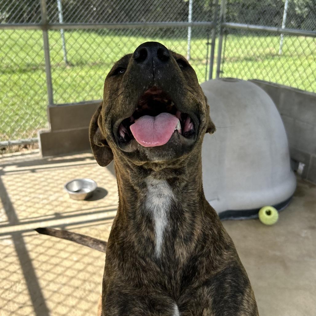 Lily, Adoptable, Adult Female English Bulldog.