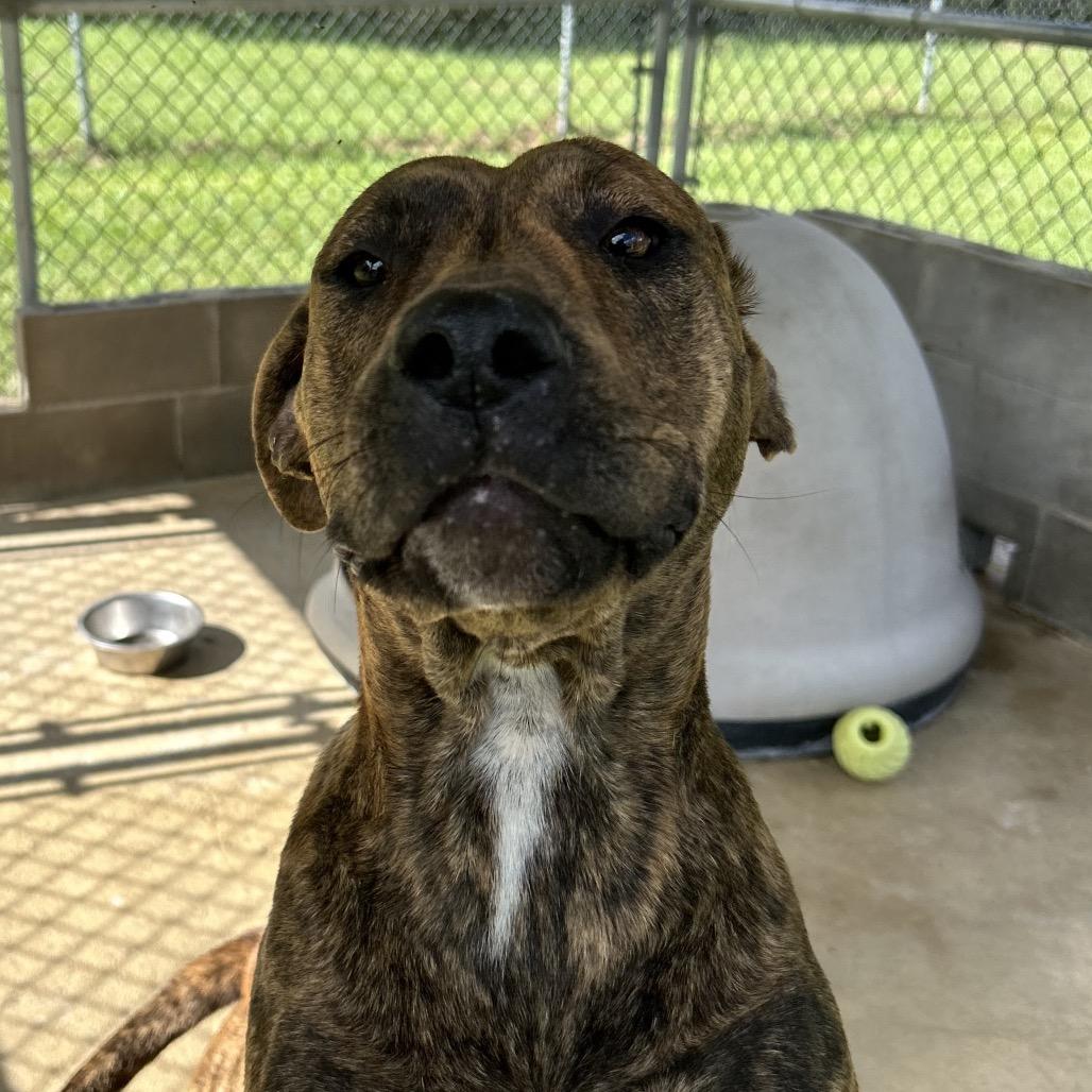Enlarge Lily, a Adoptable English Bulldog in Lyons, GA image 3/3