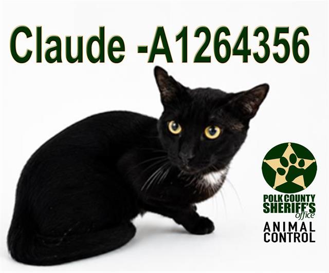 CLAUDE, Adoptable, Young Male Domestic Short Hair.