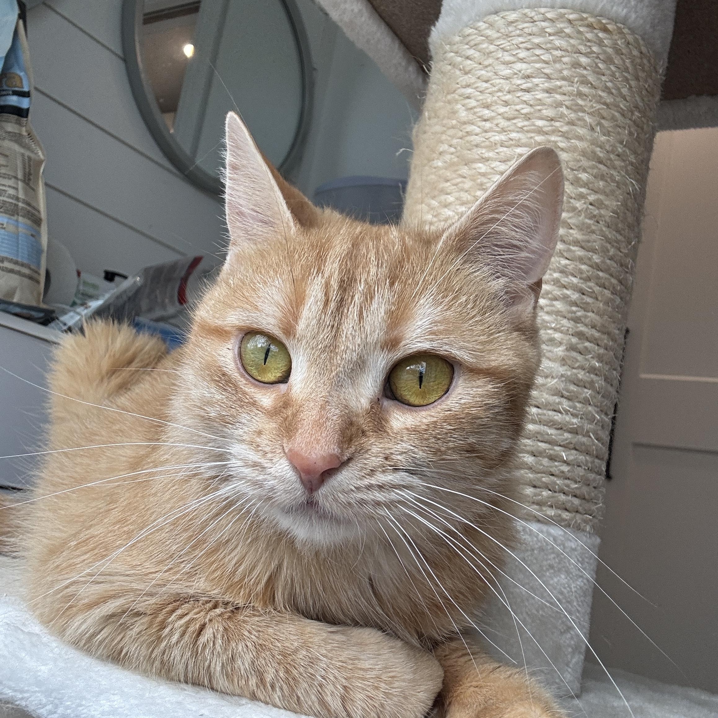 Enlarge DUCHESS, a ADOPTABLE Domestic Short Hair in Shakespeare, ON image 1/5