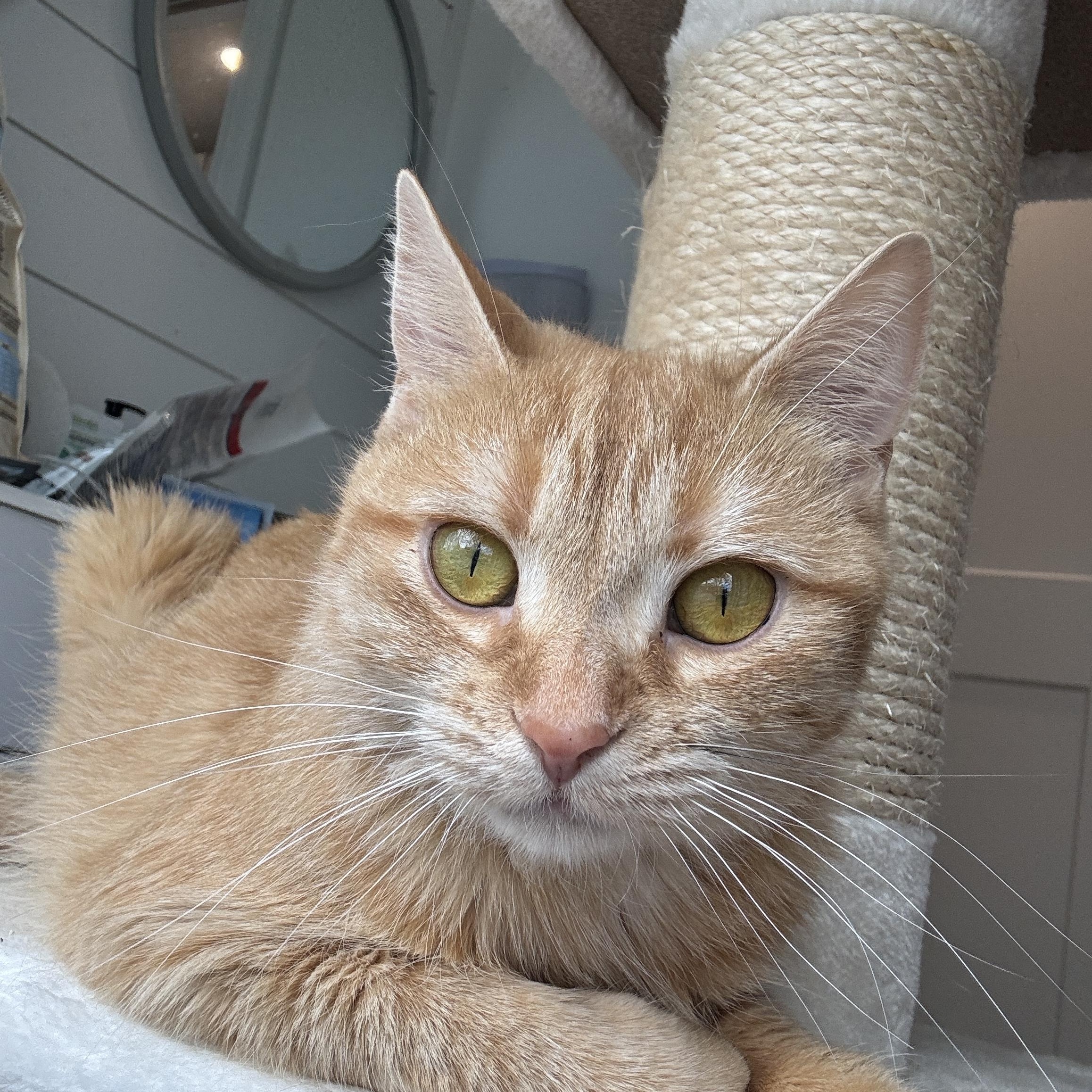 Enlarge DUCHESS, a ADOPTABLE Domestic Short Hair in Shakespeare, ON image 2/5