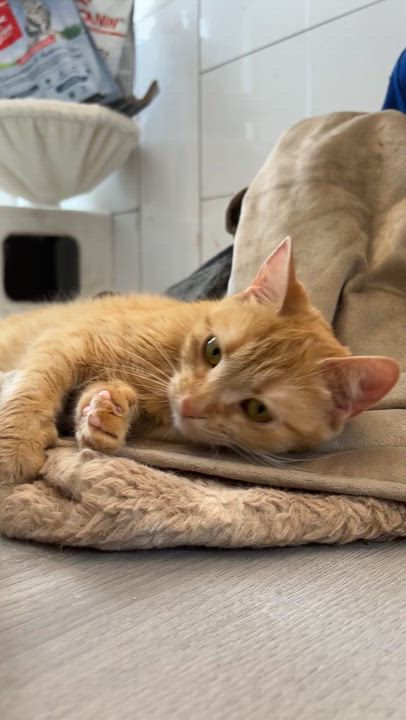 Enlarge DUCHESS, a ADOPTABLE Domestic Short Hair in Shakespeare, ON video 5/5