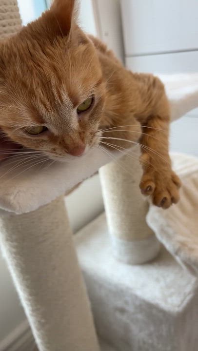 Enlarge DUCHESS, a ADOPTABLE Domestic Short Hair in Shakespeare, ON video 3/5