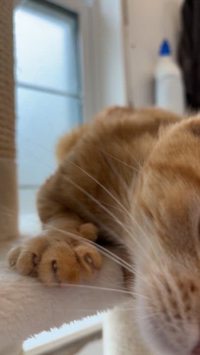 Enlarge DUCHESS, a ADOPTABLE Domestic Short Hair in Shakespeare, ON video 4/5