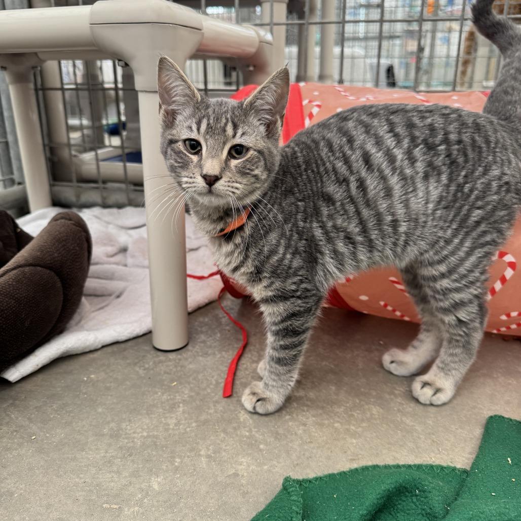 Totoro, Adoptable, Young Male Domestic Short Hair.