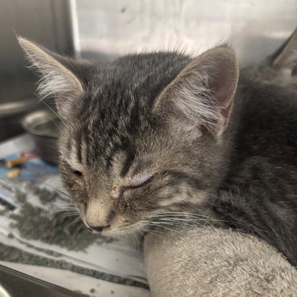 Enlarge Totoro, a Adoptable Domestic Short Hair in Taos, NM image 2/2