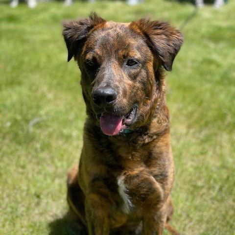 Scout 21420, Adoptable, Adult Male Australian Shepherd.
