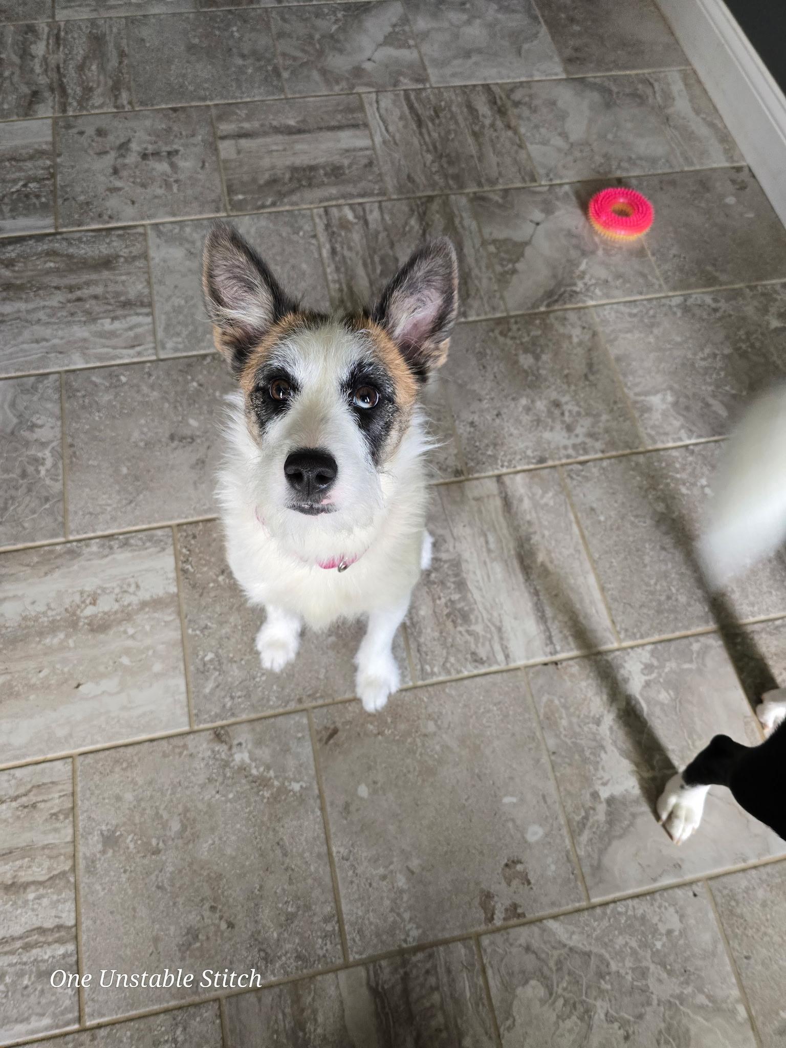 Enlarge Maggie, a ADOPTABLE mixed breed in Lima, OH image 2/2