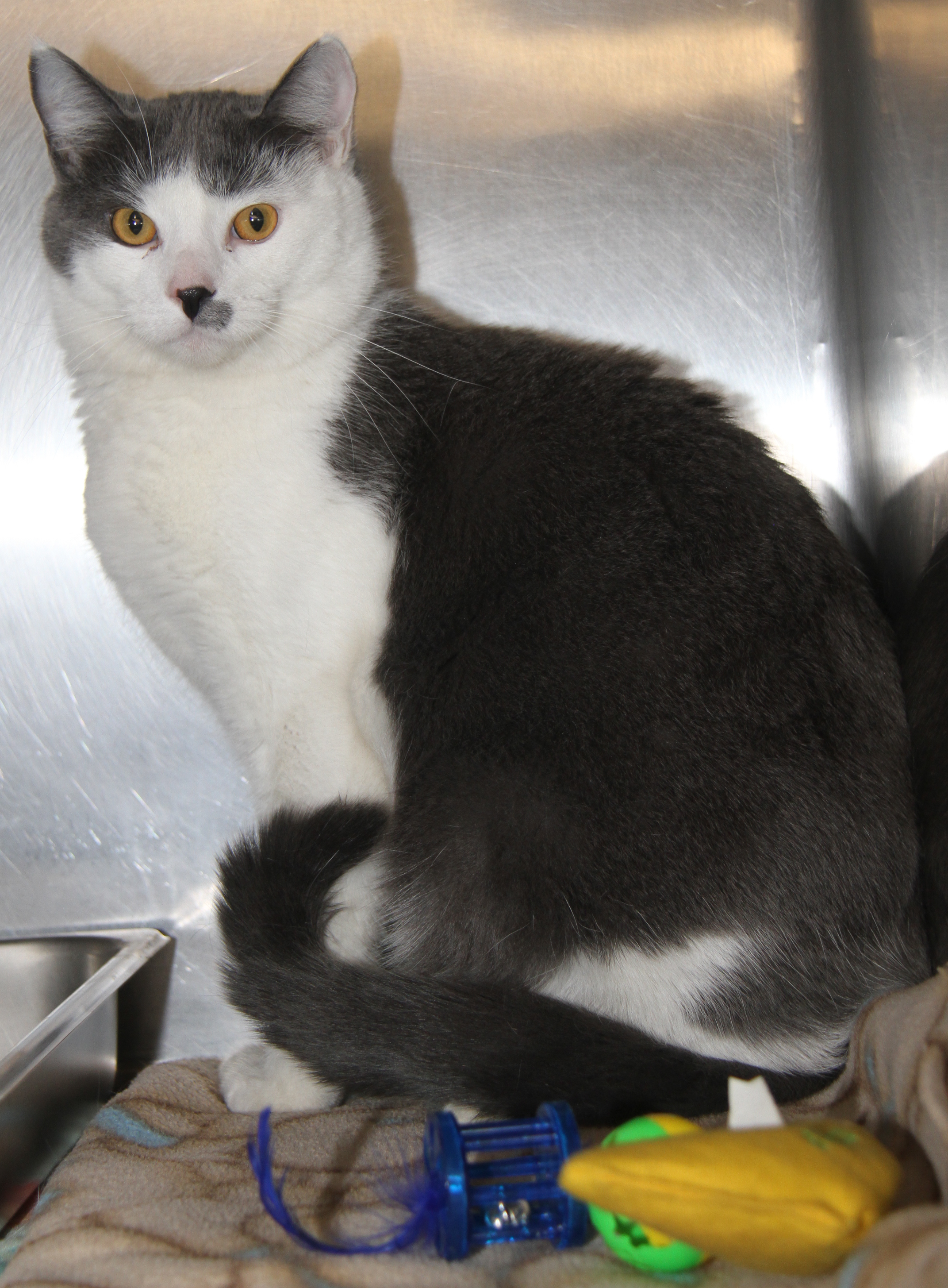 Coyote (Neutered) (Photos 3/24/2024) (In Foster Care: Available for Adoption), Young Male Domestic Short Hair