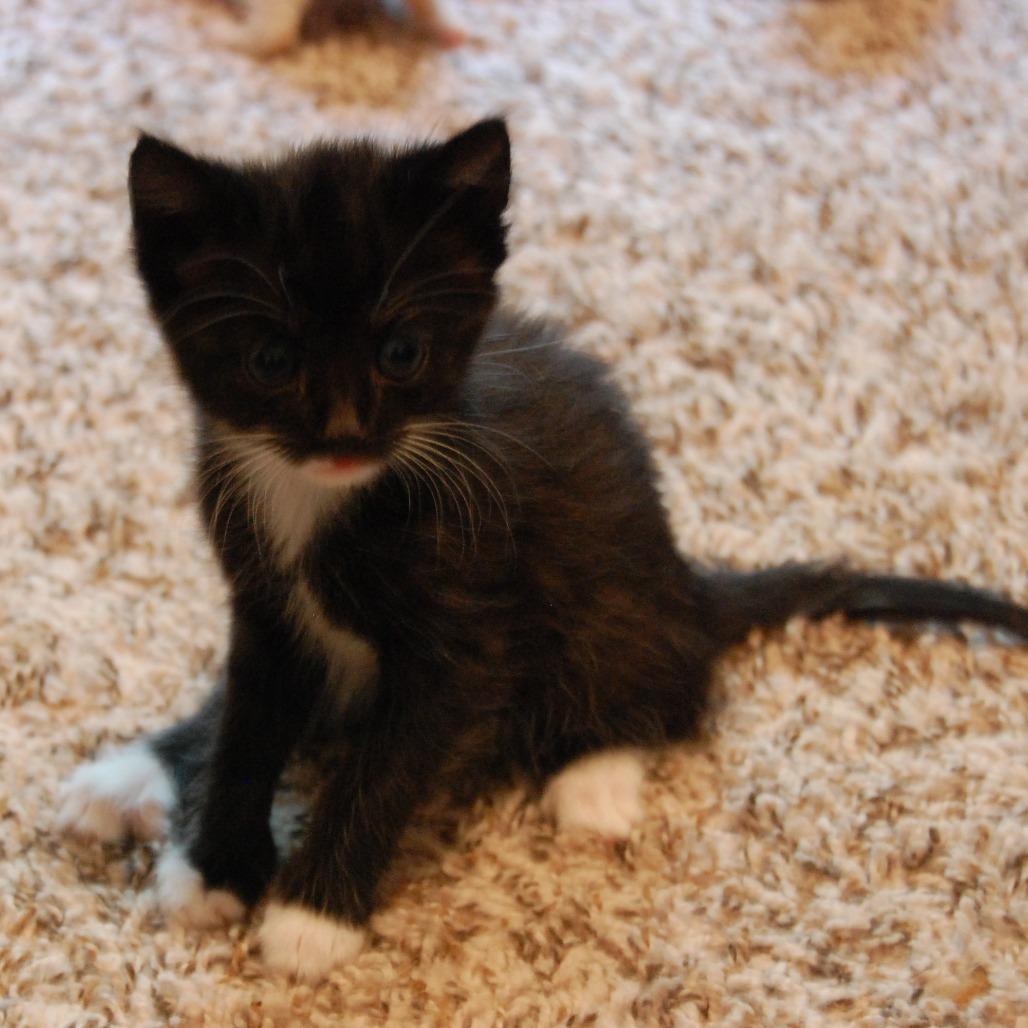 Loki (BFF037), Adoptable, Young Male Domestic Medium Hair.