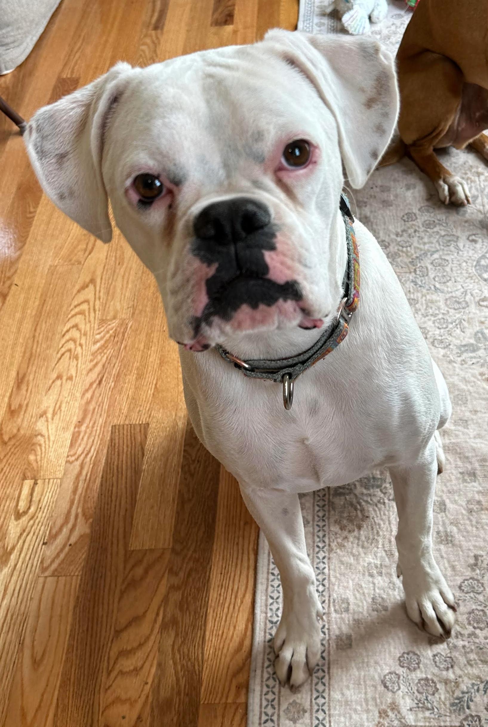 Remi, a ADOPTABLE Boxer in Middlesex, NJ image 5/5