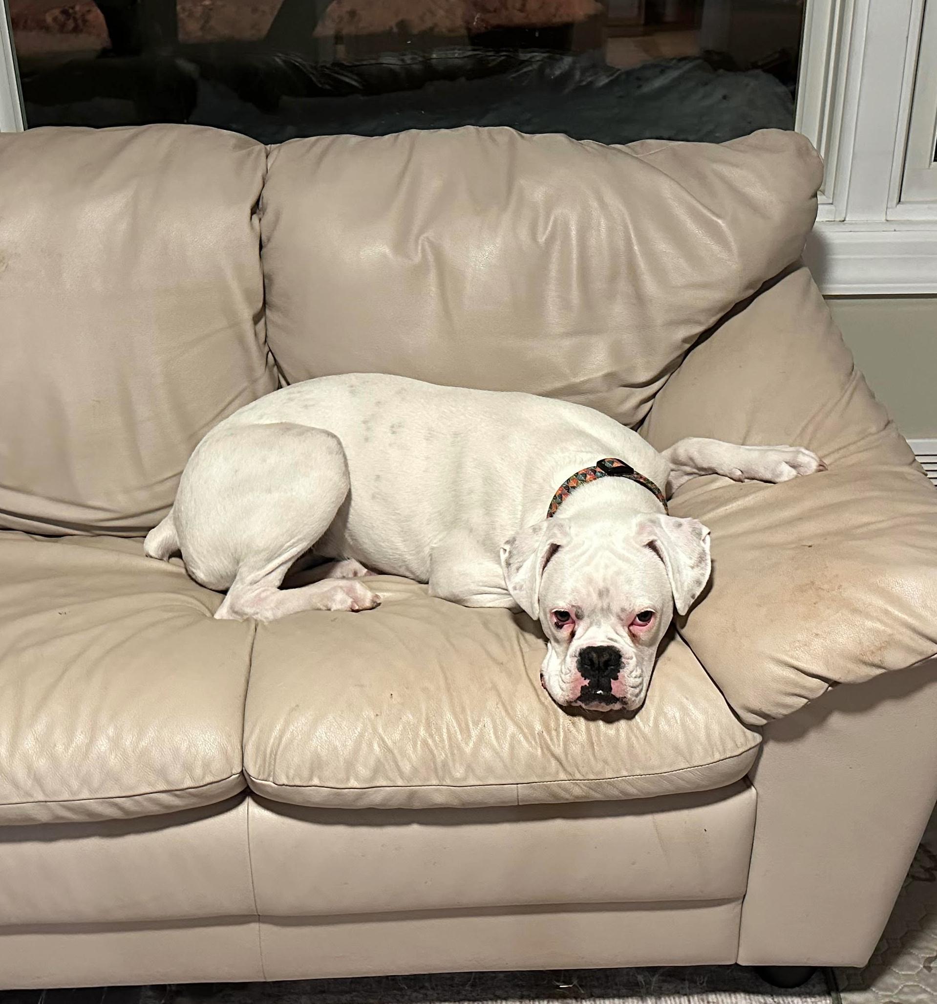 Remi, a ADOPTABLE Boxer in Middlesex, NJ image 3/5