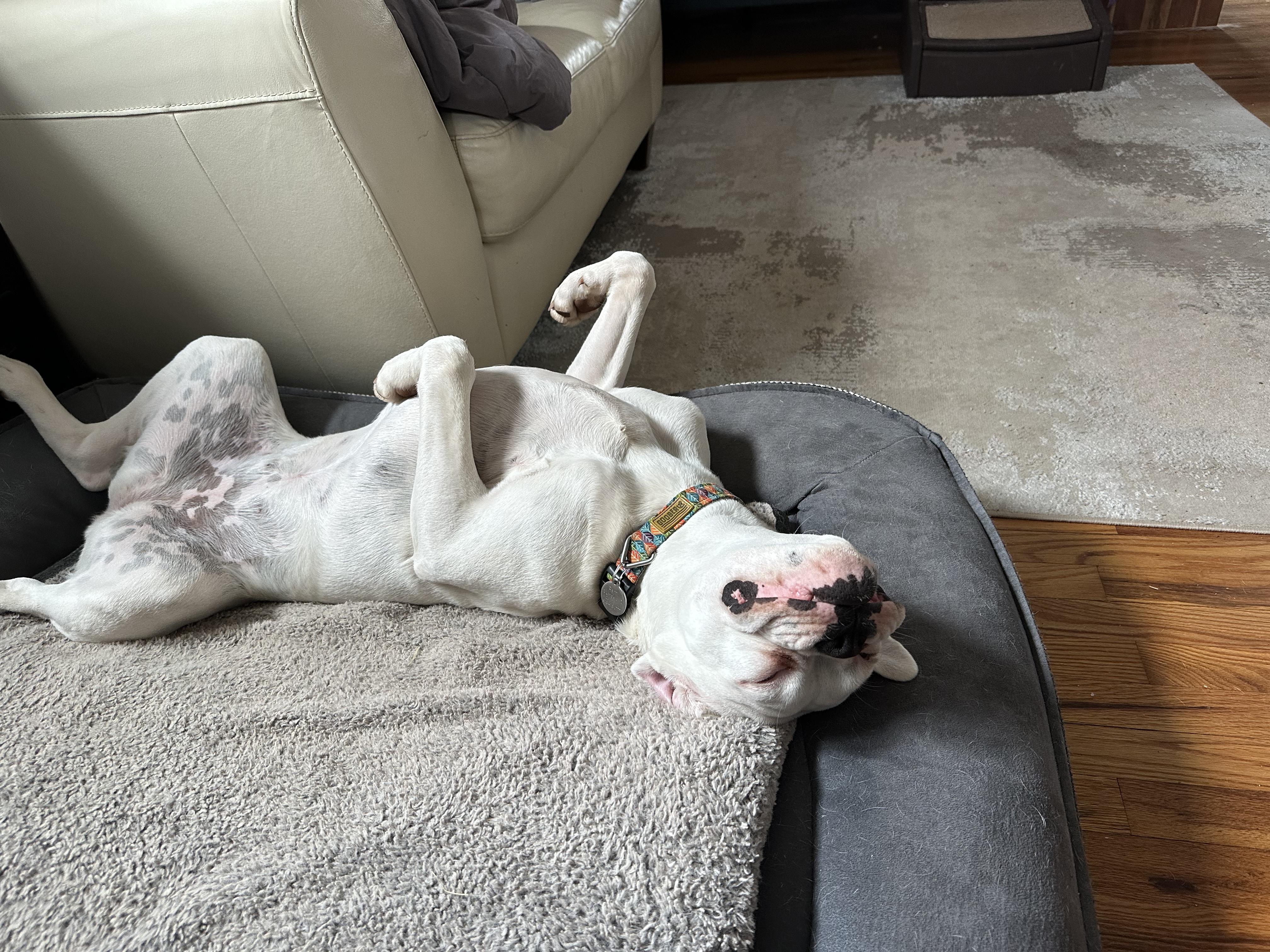 Remi, a ADOPTABLE Boxer in Middlesex, NJ image 2/5