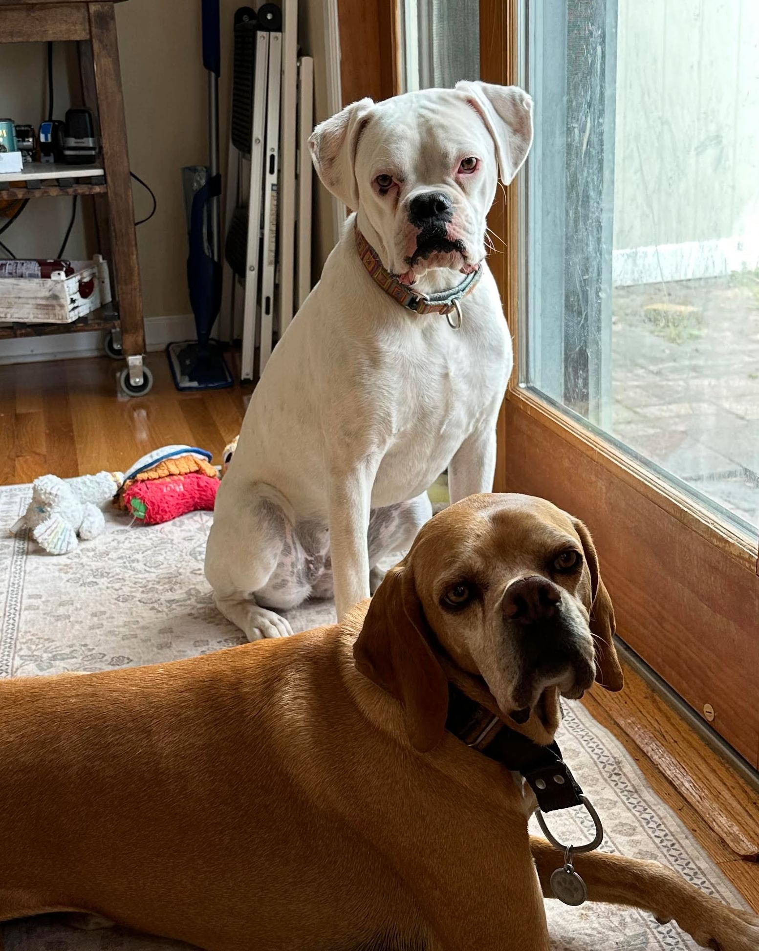 Remi, ADOPTABLE, Young Female Boxer.