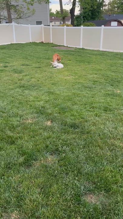 Enlarge Remi, a ADOPTABLE Boxer in Middlesex, NJ video 4/5