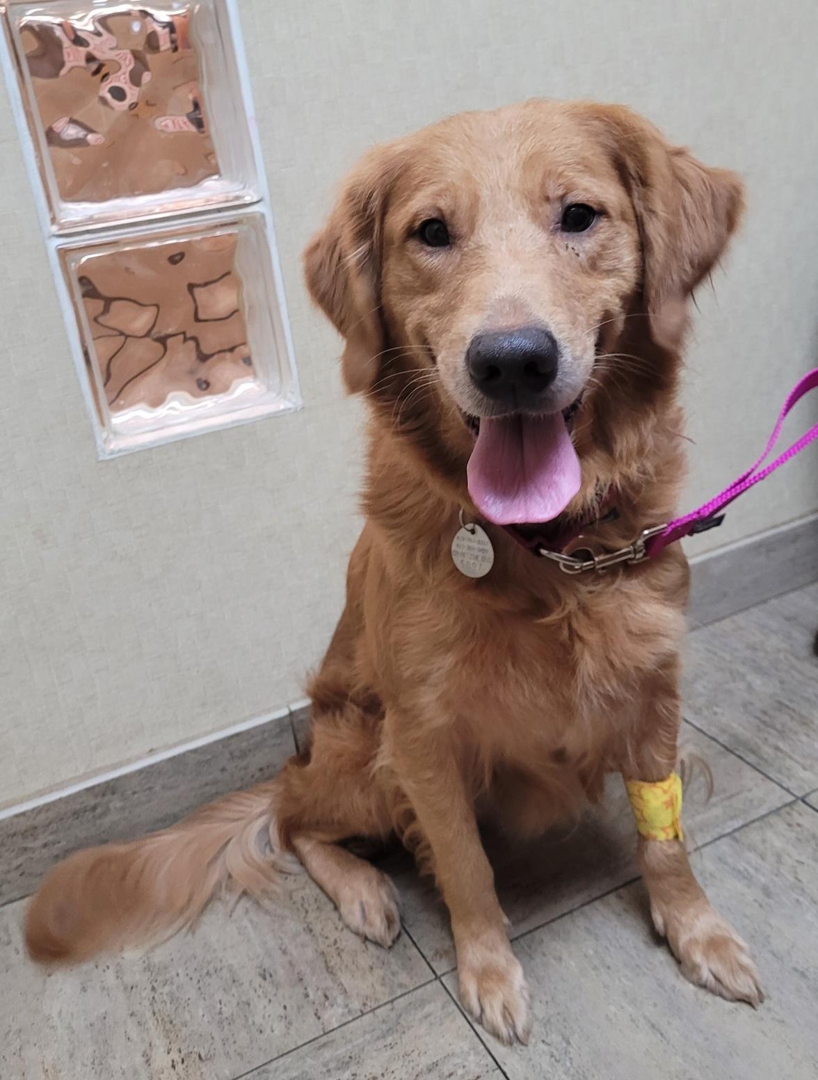 Nougat, Adoptable, Adult Female Golden Retriever.