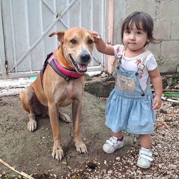 Enlarge Enzo, a ADOPTABLE Mixed Breed in North Vancouver, BC image 3/5