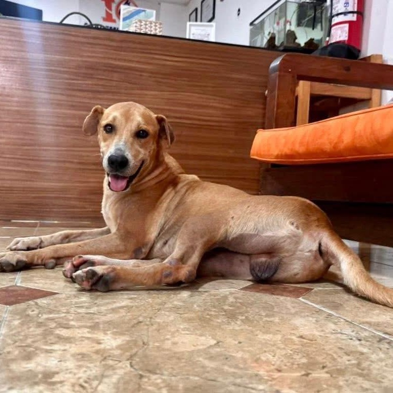 Enlarge Enzo, a ADOPTABLE Mixed Breed in North Vancouver, BC image 2/5