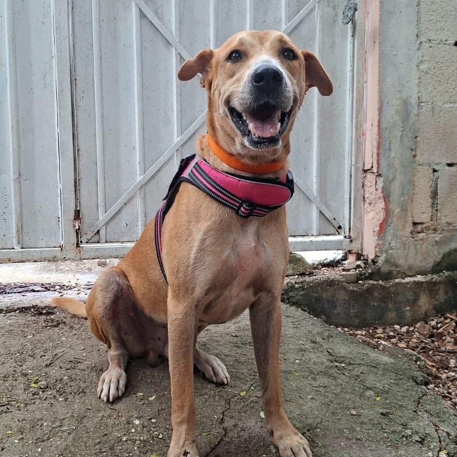 Enlarge Enzo, a ADOPTABLE Mixed Breed in North Vancouver, BC image 1/5
