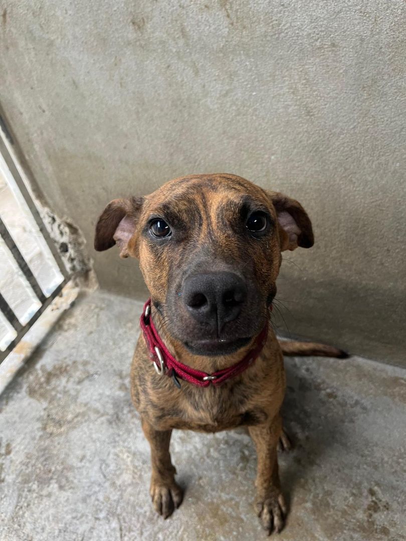 PJ, a Adoptable mixed breed in Loiza, PR image 2/4