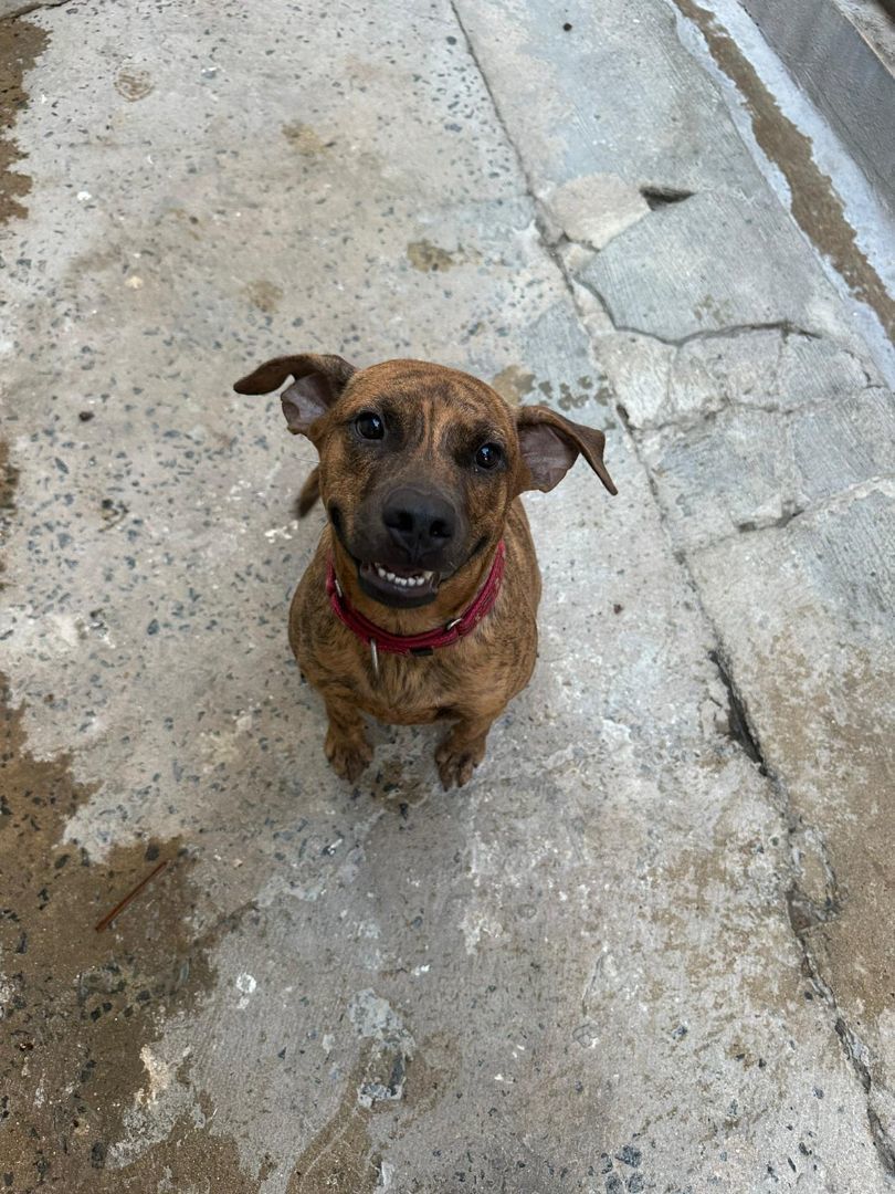PJ, a Adoptable mixed breed in Loiza, PR image 1/4