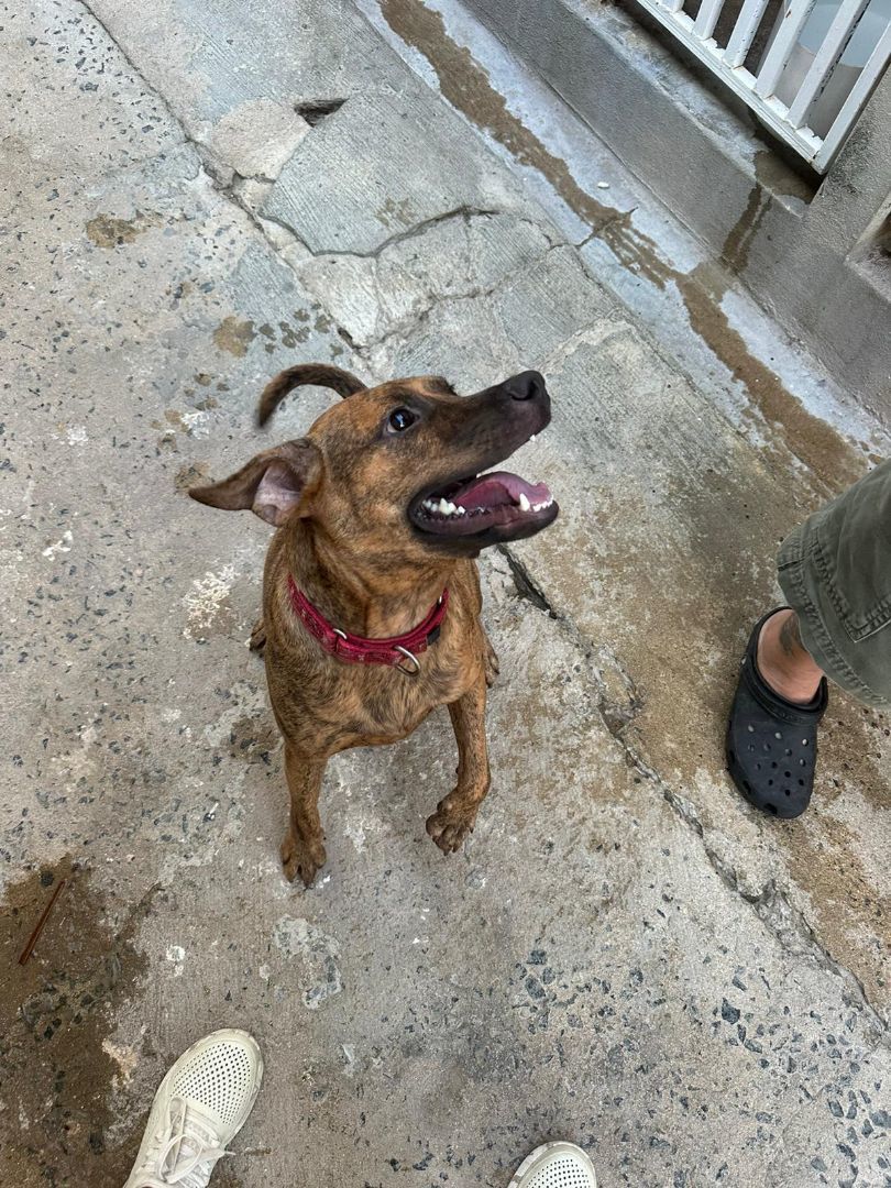 PJ, a Adoptable mixed breed in Loiza, PR image 3/4