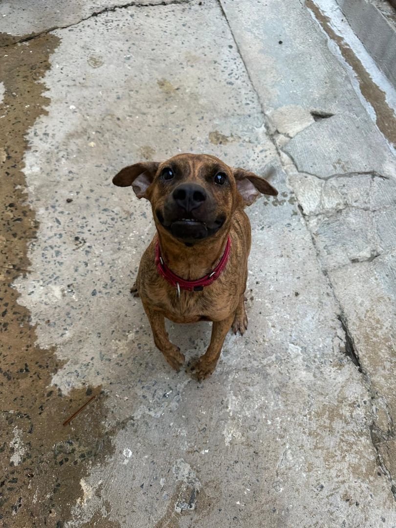 PJ, a Adoptable mixed breed in Loiza, PR image 4/4