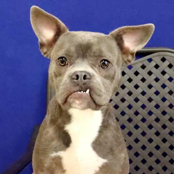 Enlarge Dentist, a Adoptable mixed breed in Midland, TX image 1/1