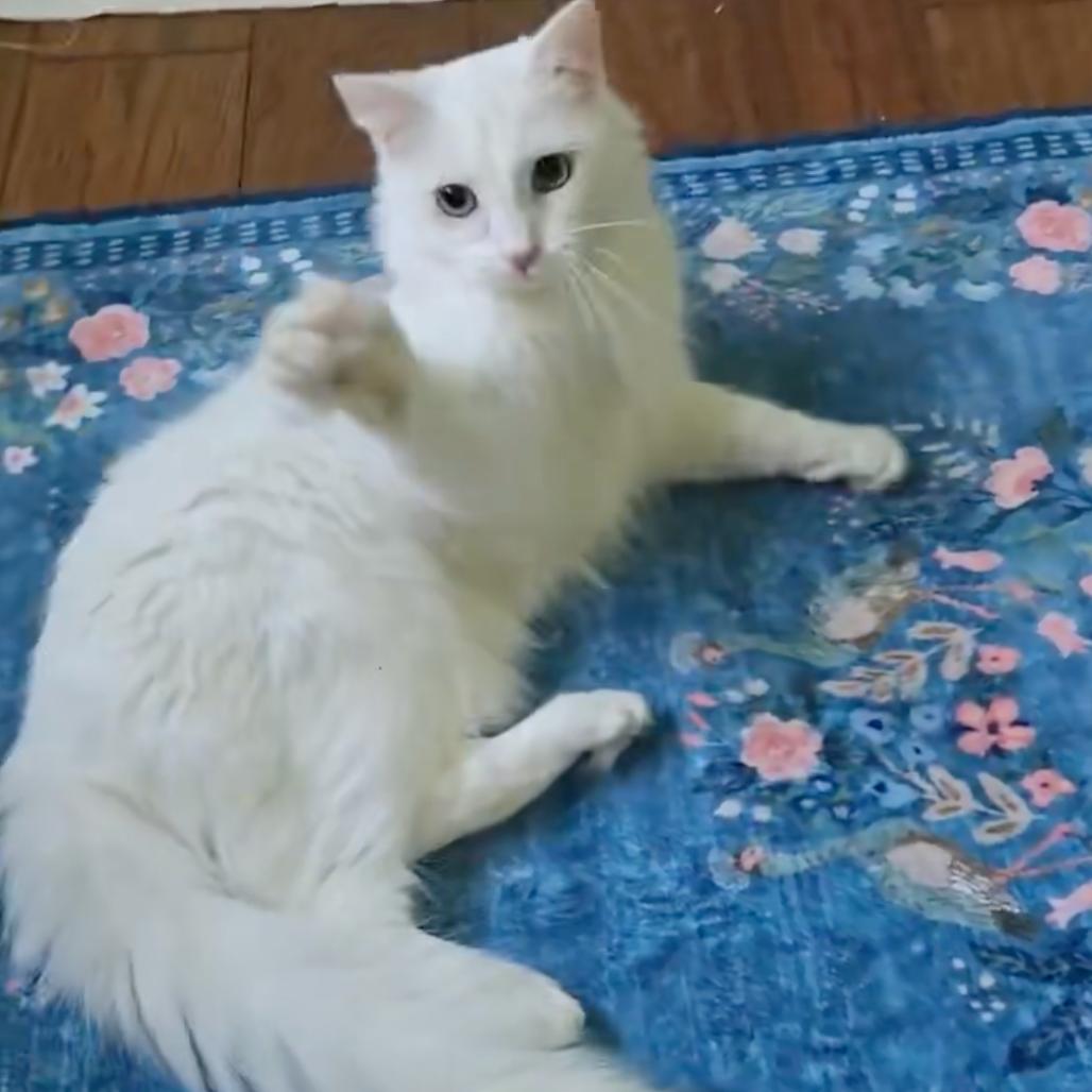 Enlarge Angel, a Adoptable Domestic Medium Hair in Sunnyvale, CA image 1/3