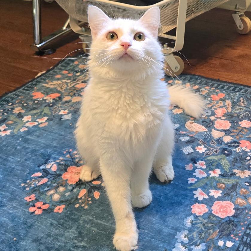 Enlarge Angel, a Adoptable Domestic Medium Hair in Sunnyvale, CA image 2/3