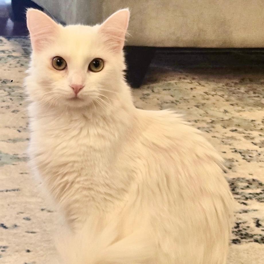 Enlarge Angel, a Adoptable Domestic Medium Hair in Sunnyvale, CA image 3/3