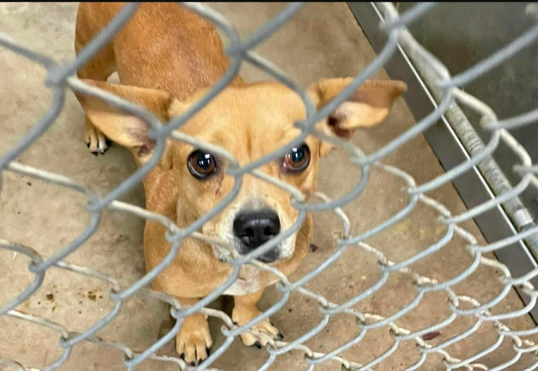 Roxy, ADOPTABLE, Young Female Chihuahua.