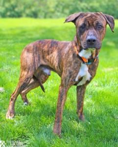 Enlarge BRADY, a Adoptable Pit Bull Terrier in Hagerstown, MD image 1/1