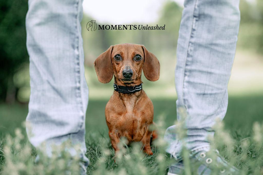 Enlarge Chai, an adopted Miniature Dachshund in Myakka City, FL image 2/3
