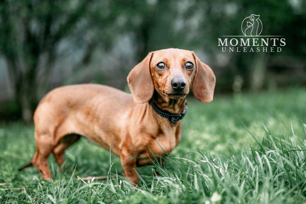 Chai, adopted, Adult Female Miniature Dachshund.