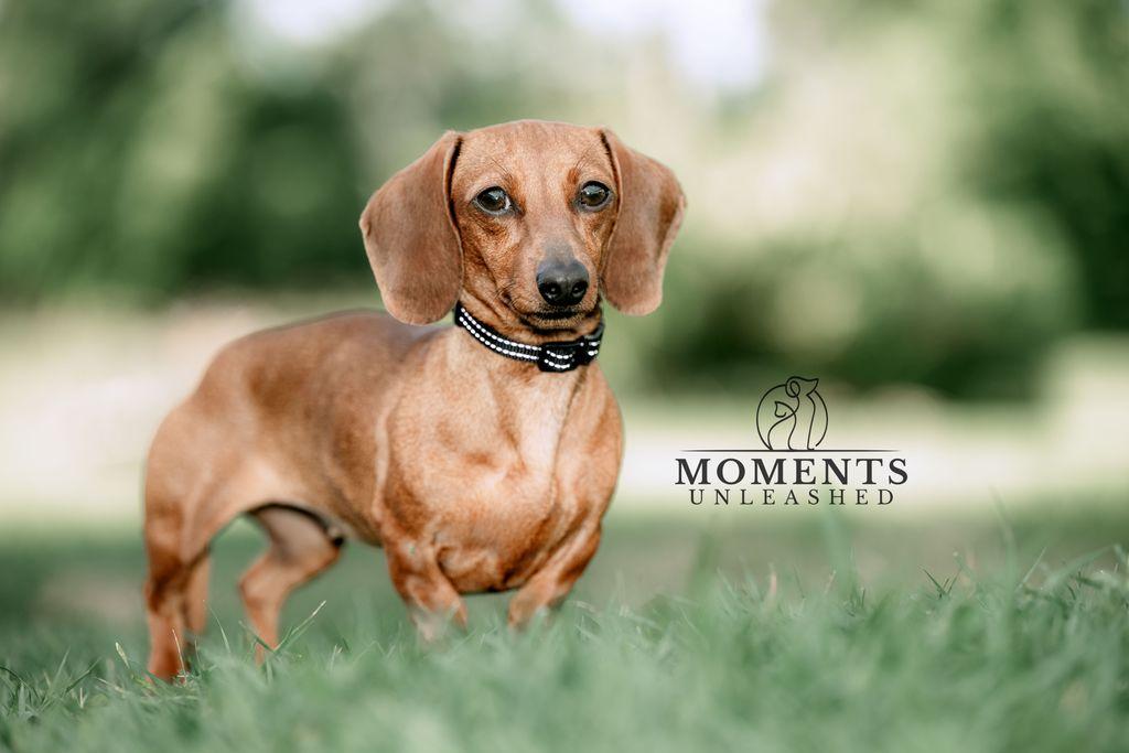 Enlarge Chai, an adopted Miniature Dachshund in Myakka City, FL image 3/3