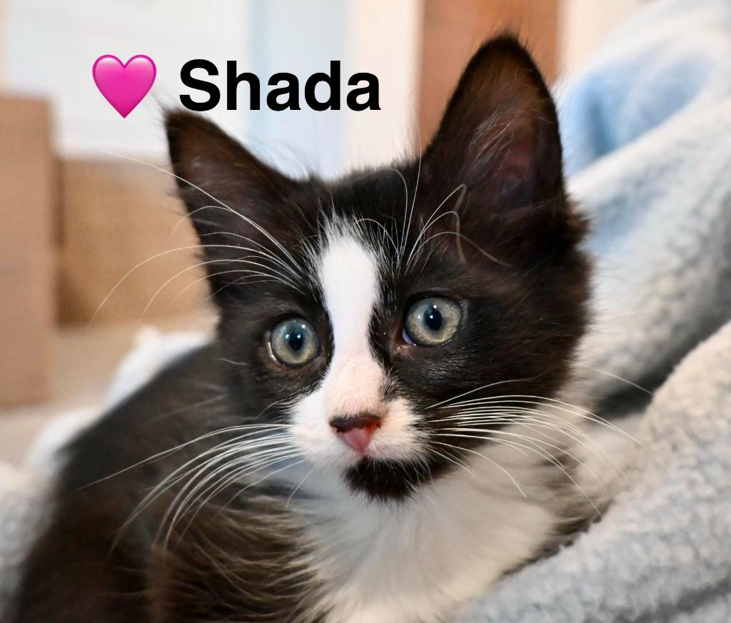 Shada, a Adoptable mixed breed in San Pedro, CA image 1/2