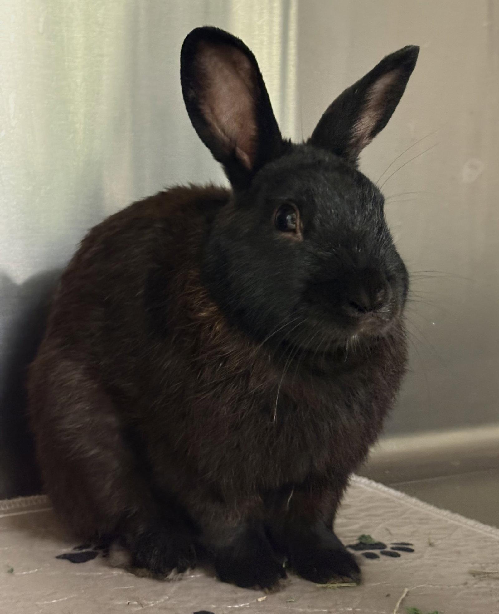 Stitch, Adoptable, Young Male American.