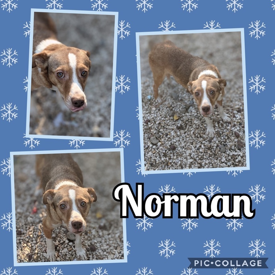 Enlarge Norman, a Adoptable mixed breed in Amarillo, TX image 1/1